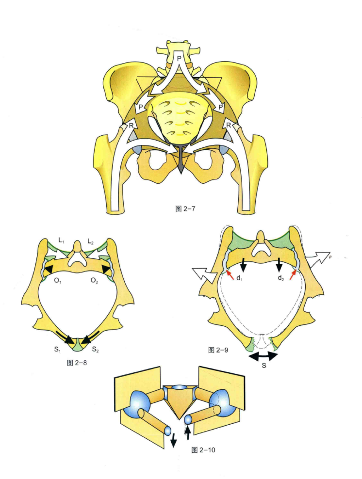 【醫療科普】:骨盆承重 【醫療科普】:骨盆承重